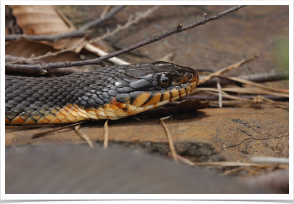 Yellow-bellied Watersnake